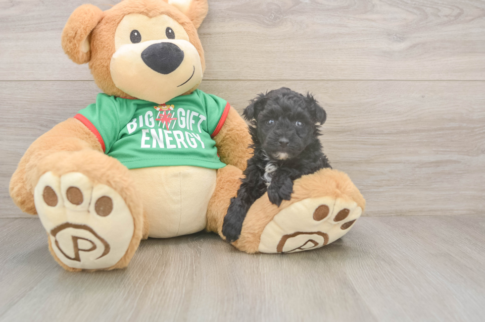 5 week old Yorkie Poo Puppy For Sale - Premier Pups