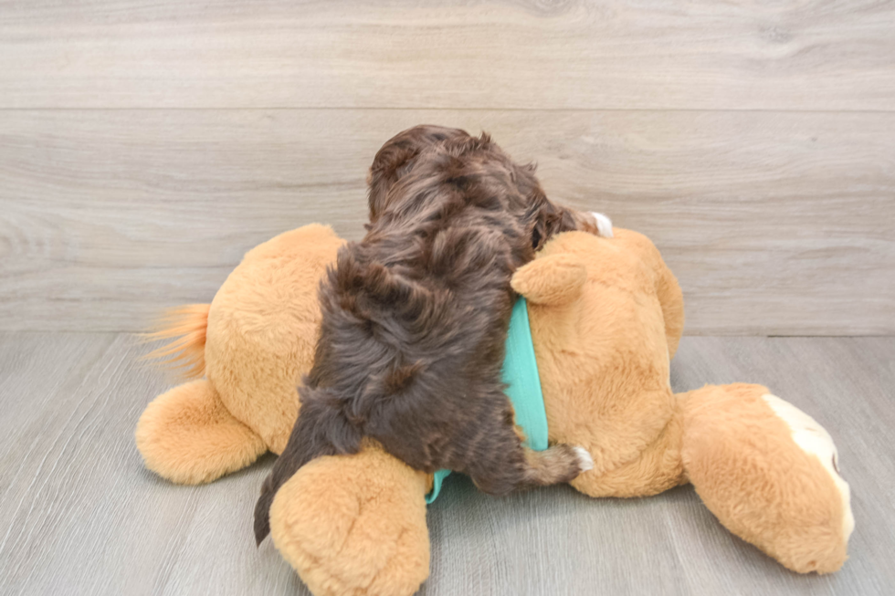 Yorkie Poo Pup Being Cute