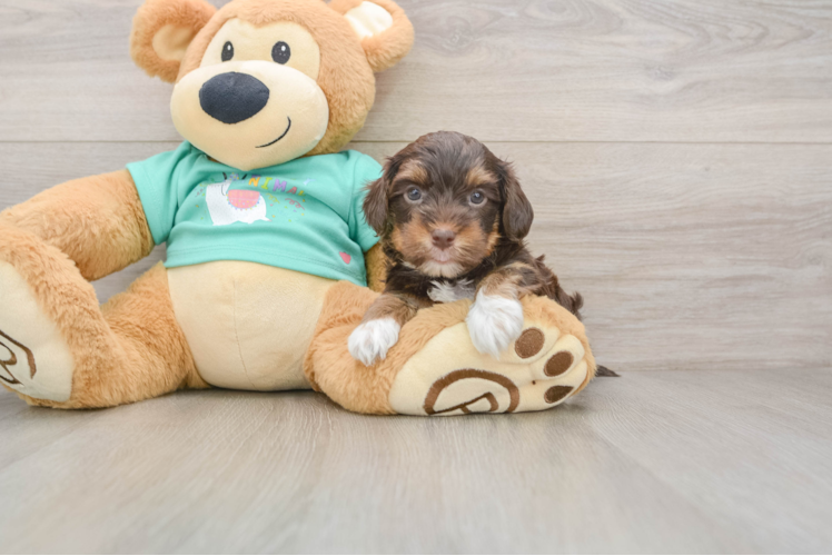 Sweet Yorkie Poo Baby