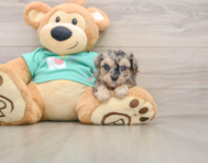7 week old Yorkie Poo Puppy For Sale - Premier Pups