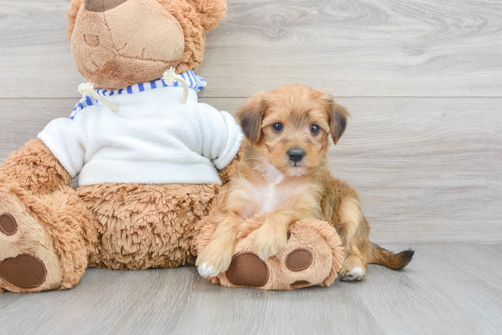 Smart Yorkie Poo Poodle Mix Pup