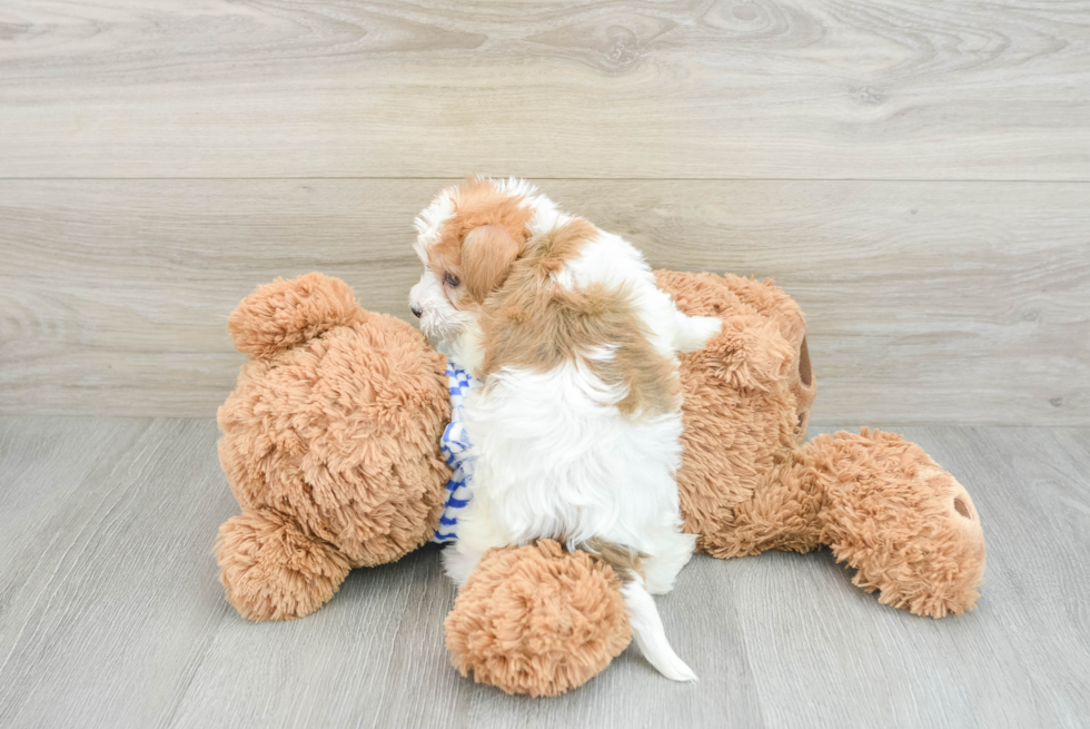 Cute Yorkie Poo Baby