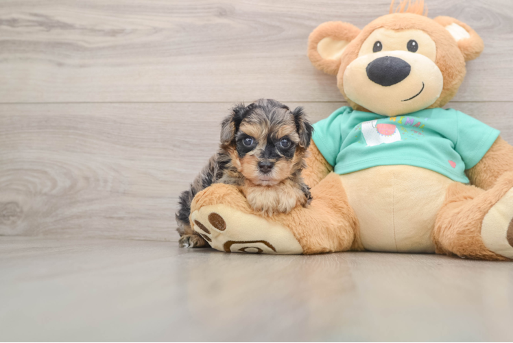 Yorkie Poo Puppy for Adoption
