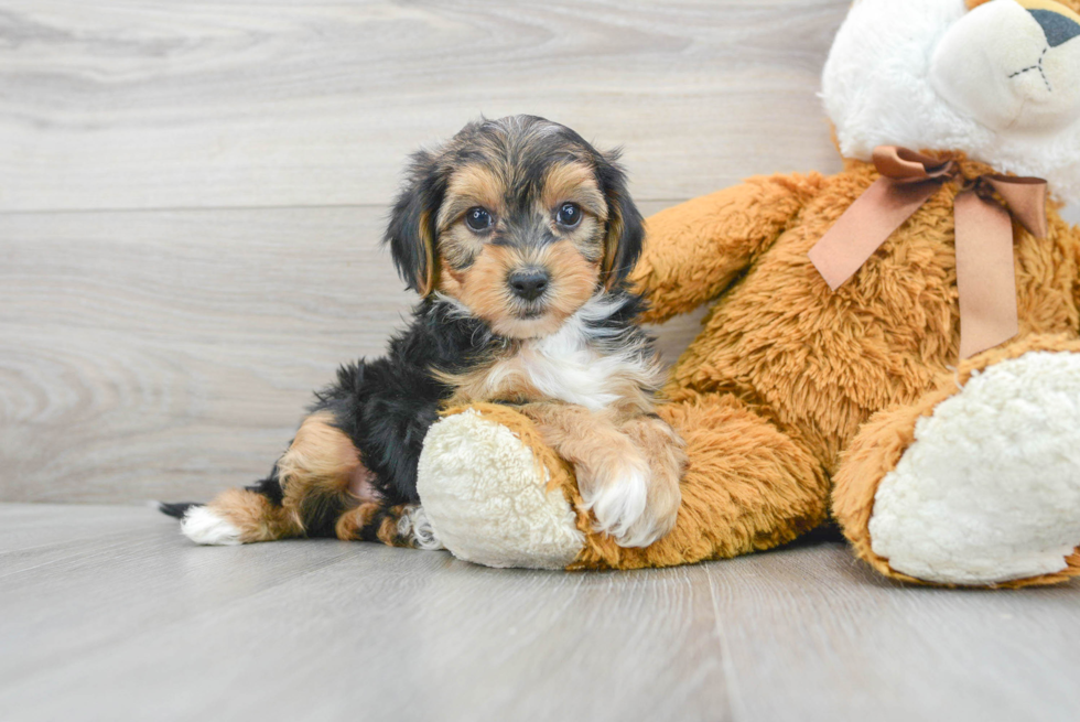 Yorkie Poo Puppy for Adoption