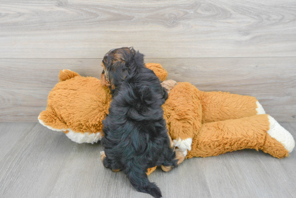 Adorable Yorkie Doodle Poodle Mix Puppy