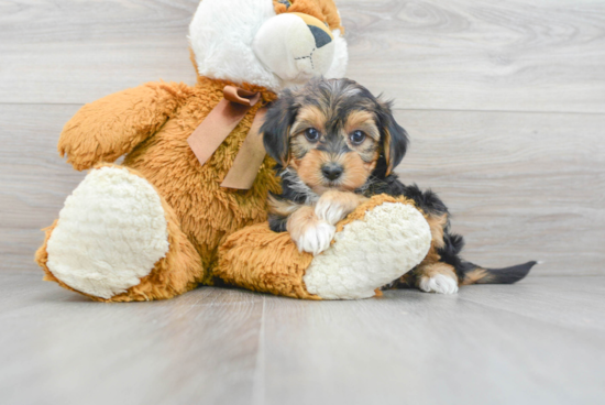 Yorkie Poo Pup Being Cute