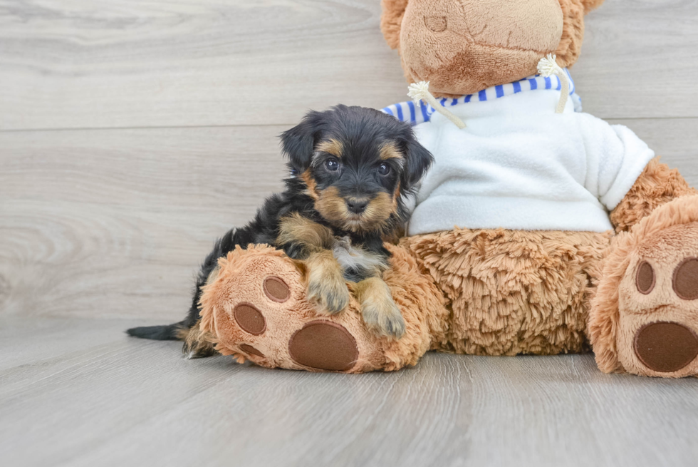 Fluffy Yorkie Poo Poodle Mix Pup