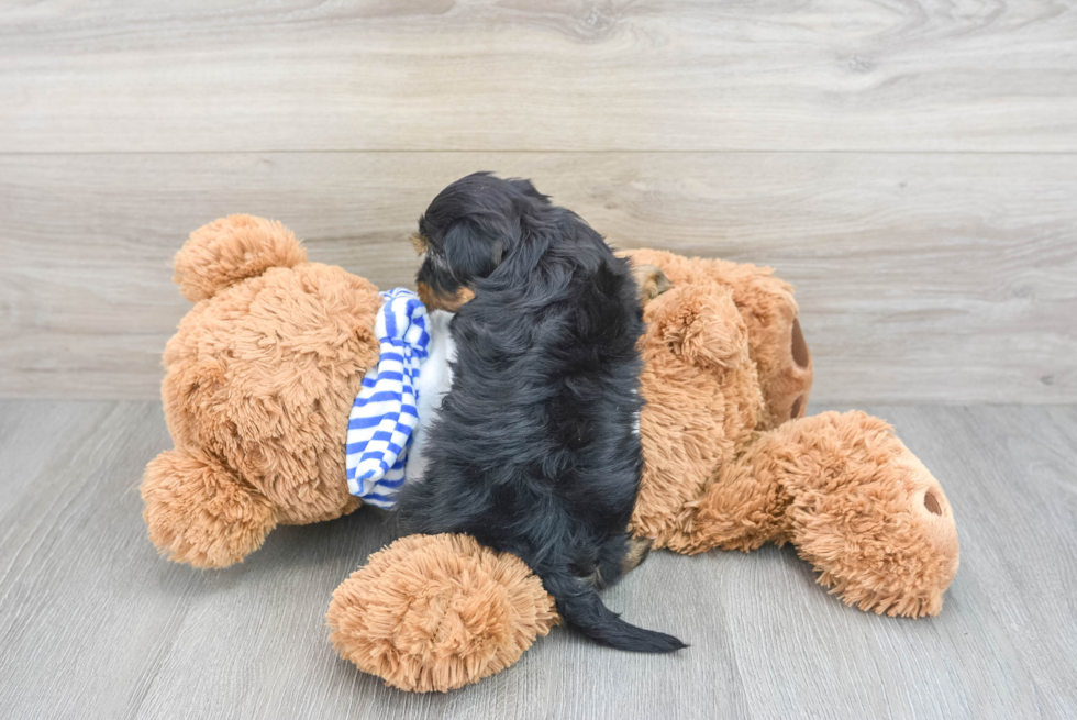 Popular Yorkie Poo Poodle Mix Pup