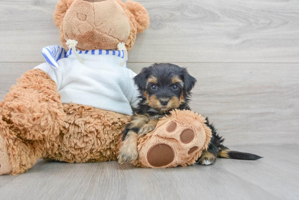 Fluffy Yorkie Poo Poodle Mix Pup