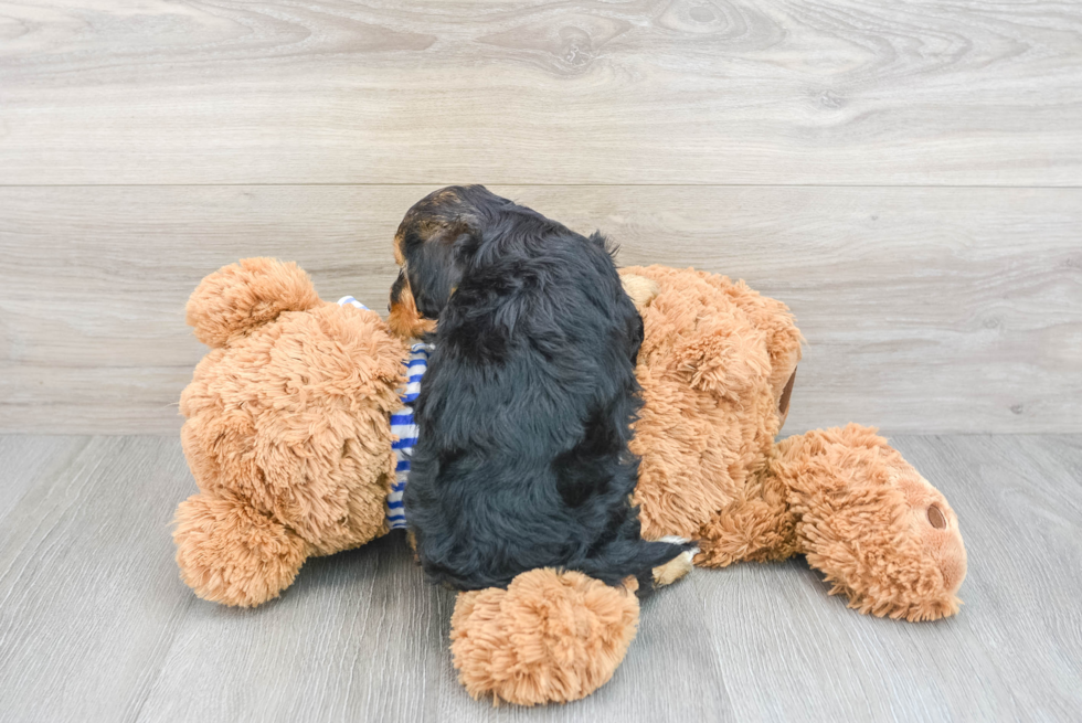 Yorkie Poo Puppy for Adoption