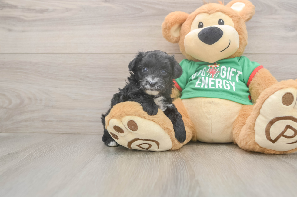 5 week old Yorkie Poo Puppy For Sale - Premier Pups