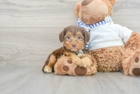 Cute Yorkie Poo Baby