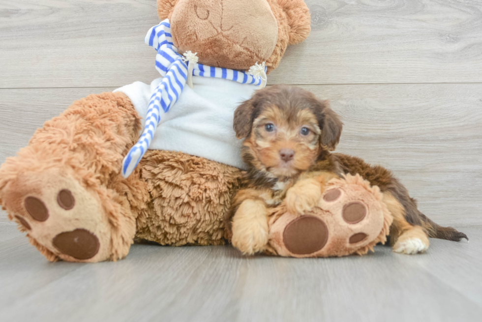 Energetic Yorkie Doodle Poodle Mix Puppy