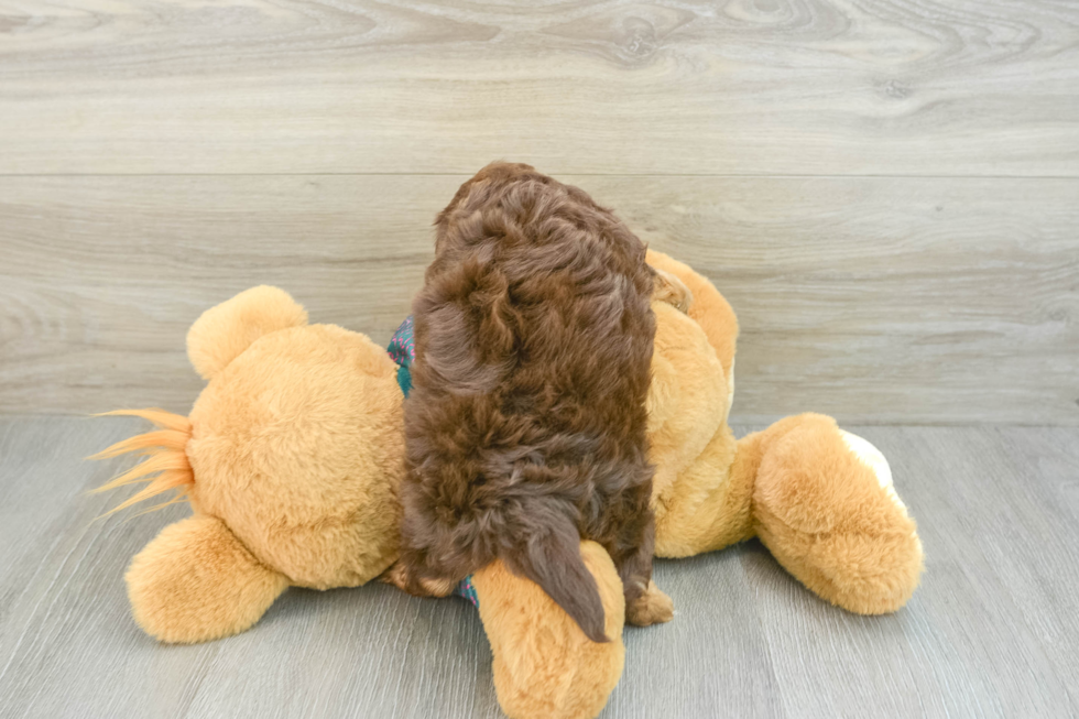 Little Yorkie Poodle Mix Poodle Mix Puppy