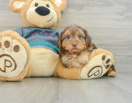 6 week old Yorkie Poo Puppy For Sale - Premier Pups