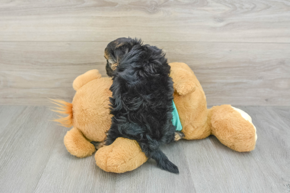 Smart Yorkie Poo Poodle Mix Pup