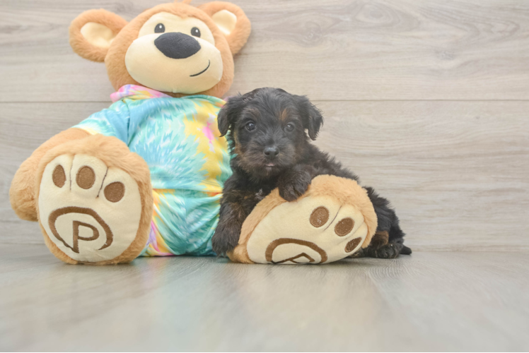 Best Yorkie Poo Baby