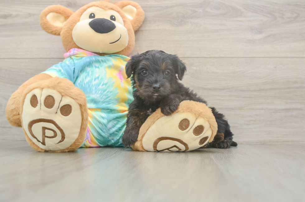 5 week old Yorkie Poo Puppy For Sale - Premier Pups
