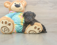 6 week old Yorkie Poo Puppy For Sale - Premier Pups 6 week old Yorkie Poo Puppy For Sale - Premier Pups