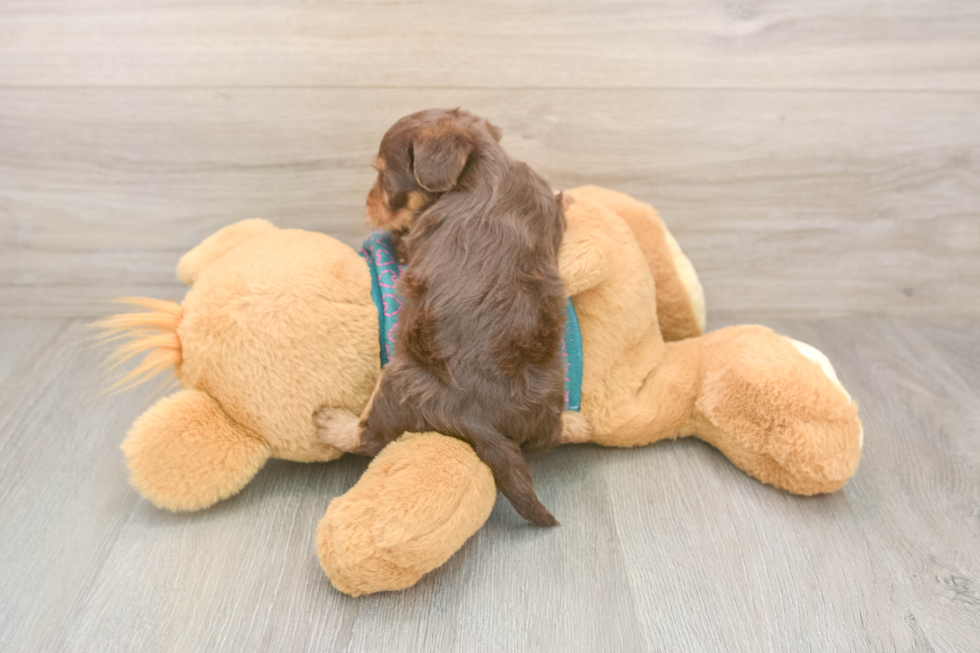Yorkie Poo Pup Being Cute