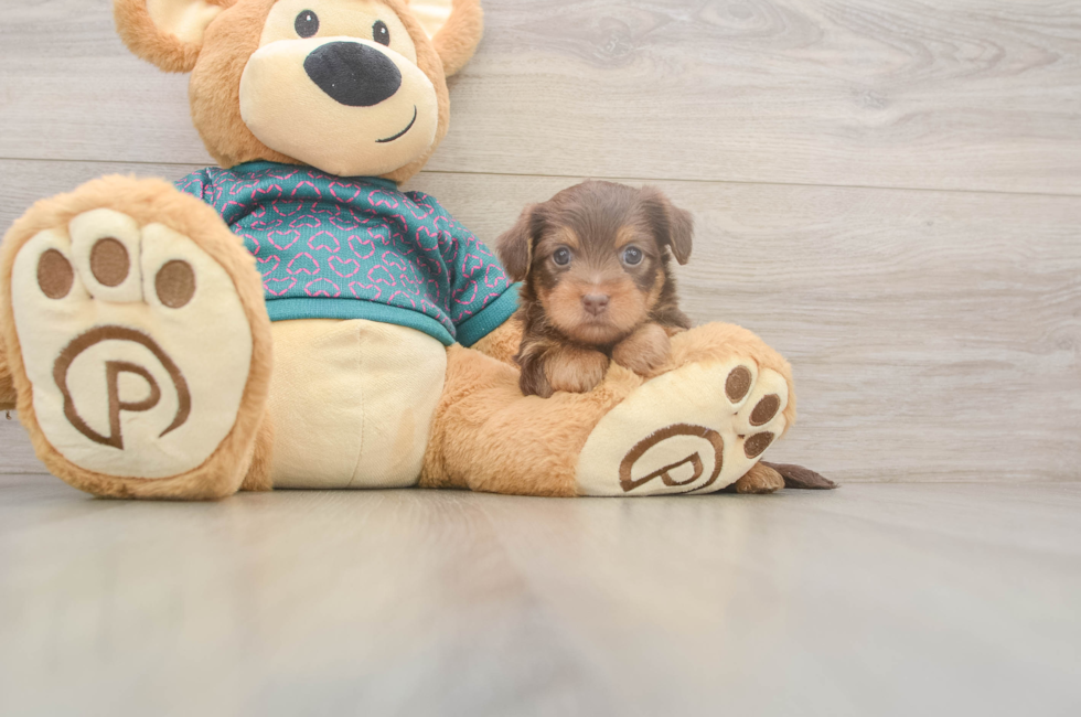 5 week old Yorkie Poo Puppy For Sale - Premier Pups