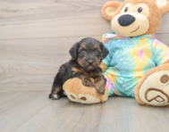 8 week old Yorkie Poo Puppy For Sale - Premier Pups