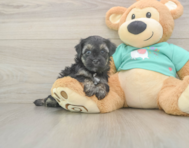 7 week old Yorkie Poo Puppy For Sale - Premier Pups