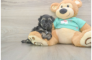 Best Yorkie Poo Baby