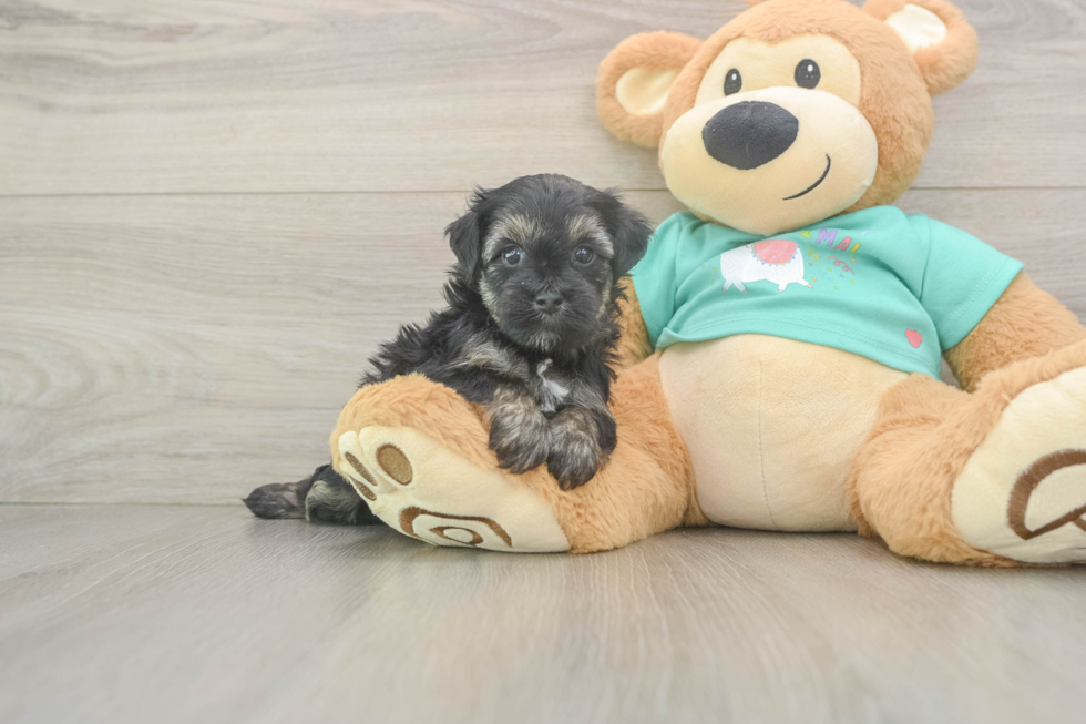 Best Yorkie Poo Baby