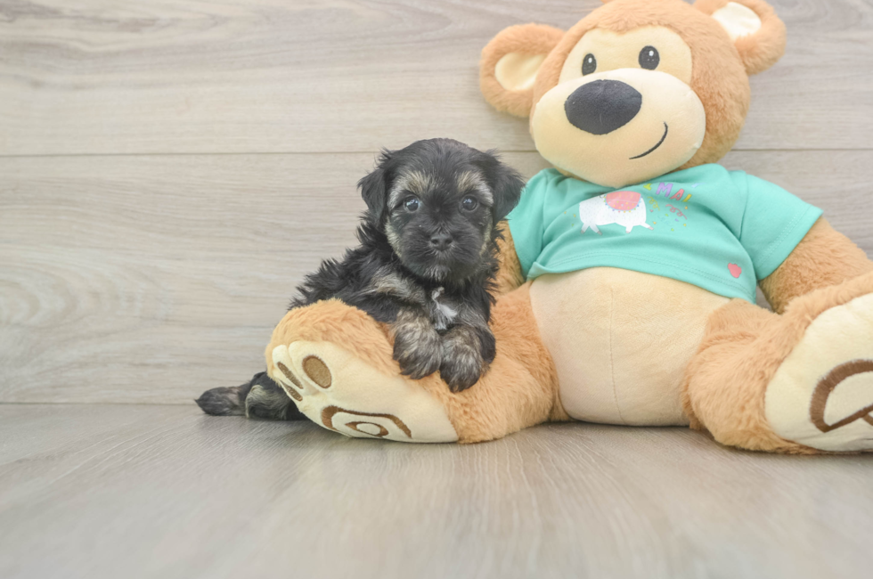 5 week old Yorkie Poo Puppy For Sale - Premier Pups