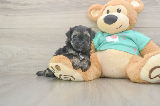 Best Yorkie Poo Baby