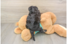 Yorkie Poo Pup Being Cute