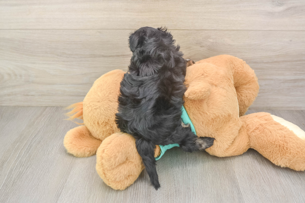 Yorkie Poo Pup Being Cute