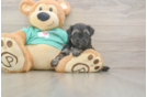 Yorkie Poo Puppy for Adoption