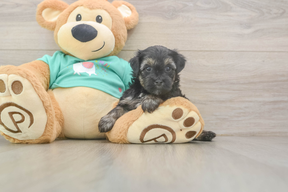 Yorkie Poo Puppy for Adoption