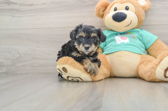 Friendly Yorkie Poo Baby