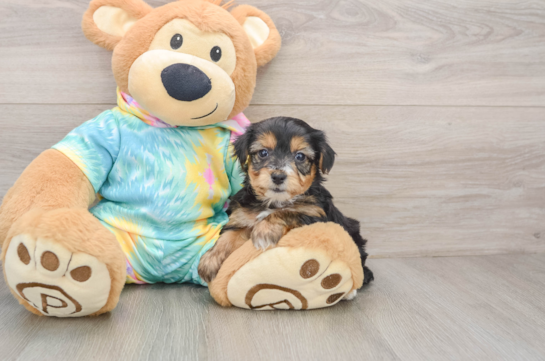 Yorkie Poo Pup Being Cute