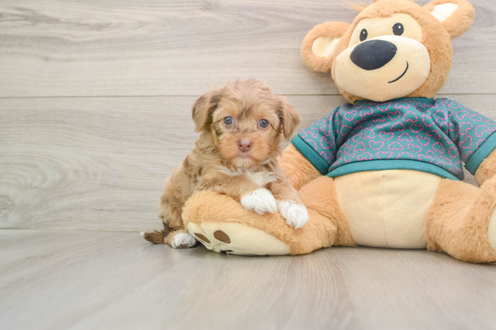 Small Yorkie Poo Baby