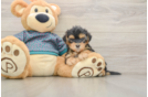 Cute Yorkie Poo Baby