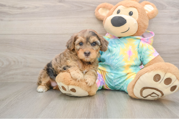 Hypoallergenic Yorkie Doodle Poodle Mix Puppy