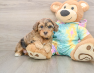 8 week old Yorkie Poo Puppy For Sale - Premier Pups