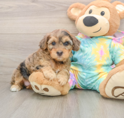 8 week old Yorkie Poo Puppy For Sale - Premier Pups
