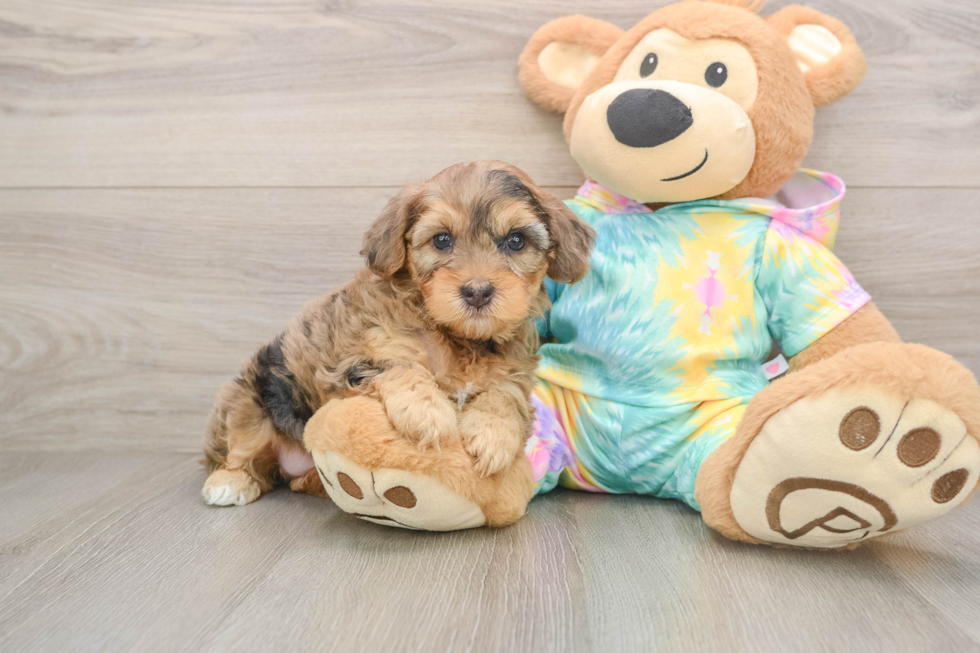 Hypoallergenic Yorkie Doodle Poodle Mix Puppy