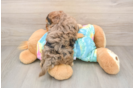 Yorkie Poo Pup Being Cute
