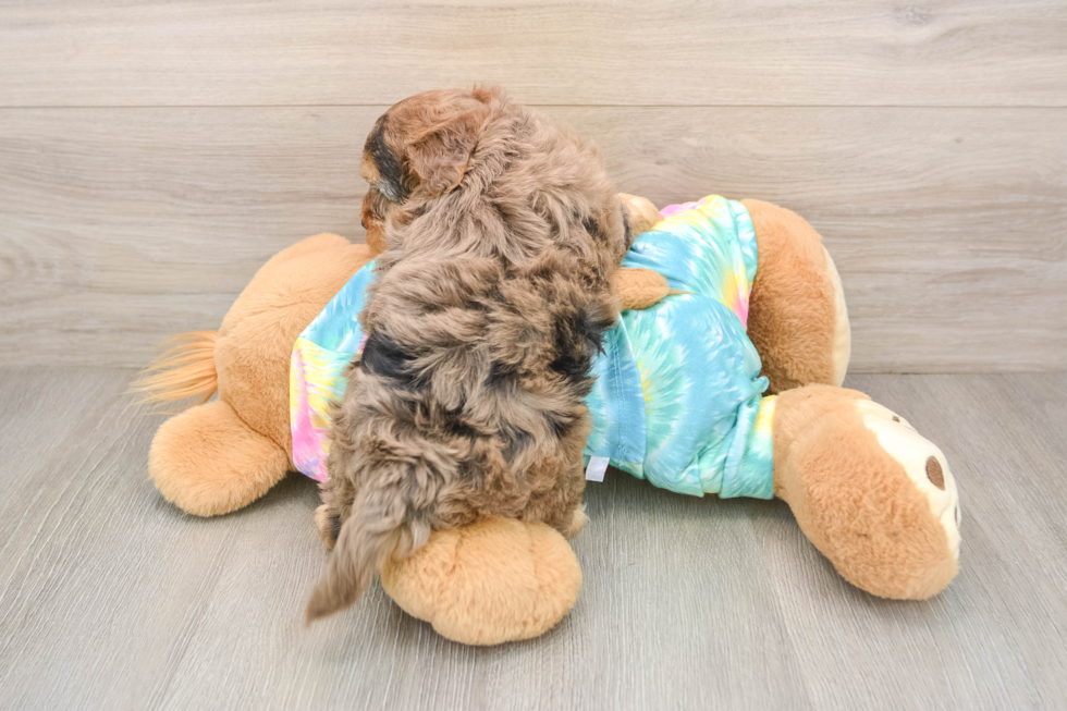 Yorkie Poo Pup Being Cute