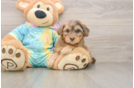 Friendly Yorkie Poo Baby