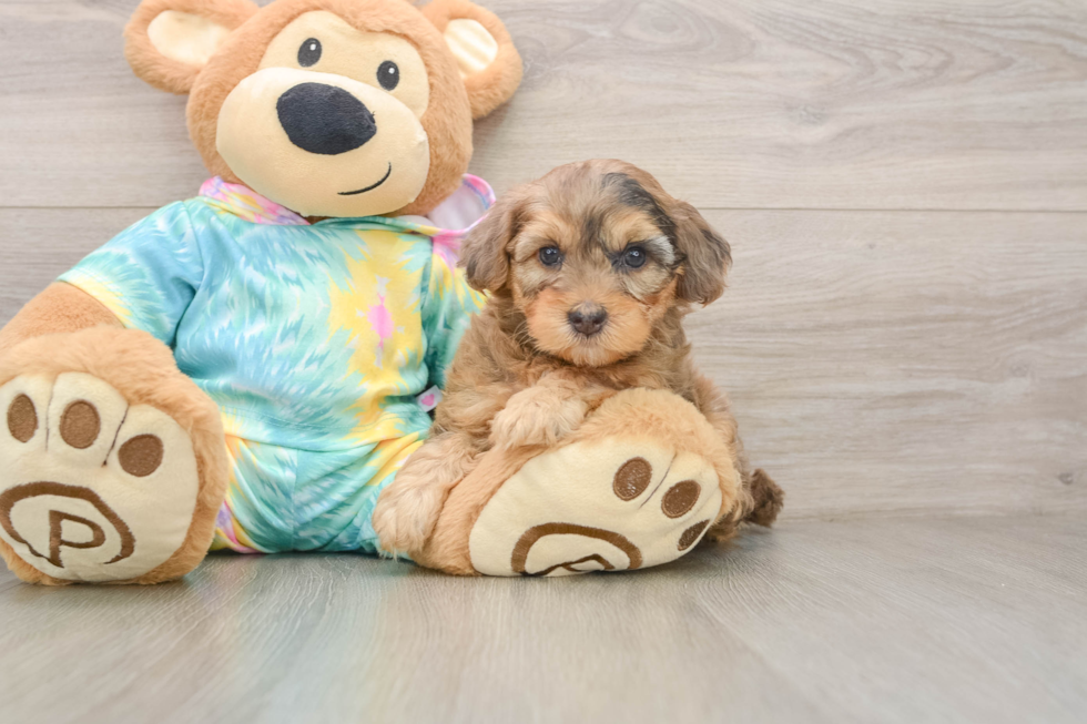 Friendly Yorkie Poo Baby