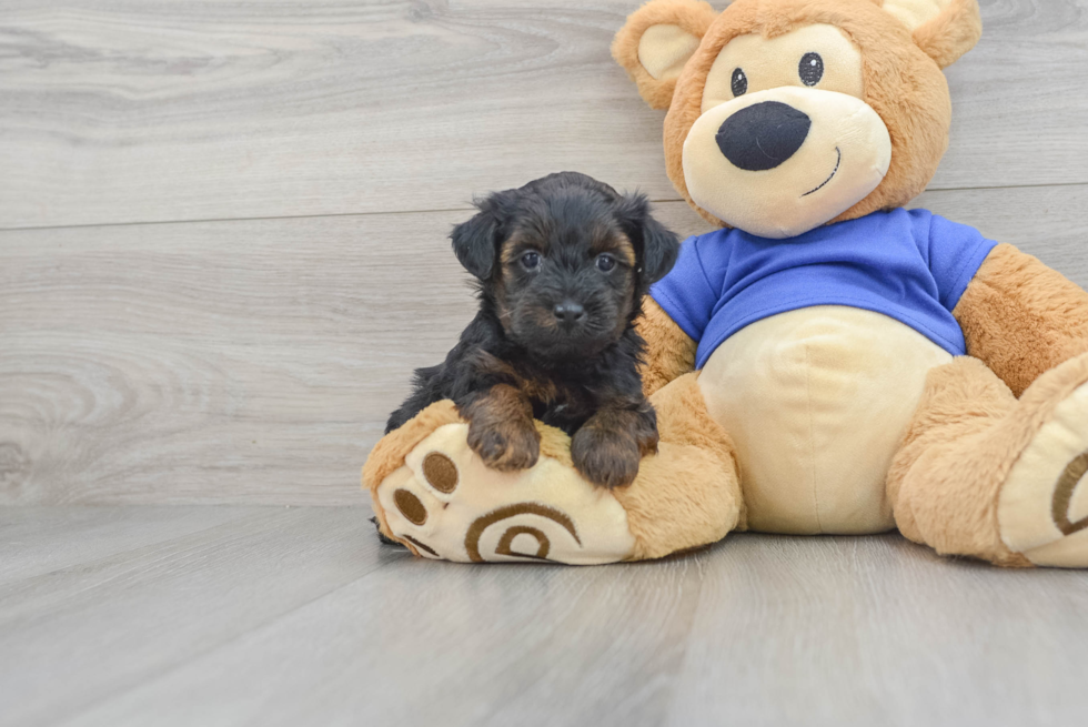 Smart Yorkie Poo Poodle Mix Pup