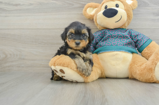 Yorkie Poo Pup Being Cute