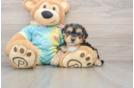 Yorkie Poo Puppy for Adoption